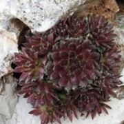 Sempervivum