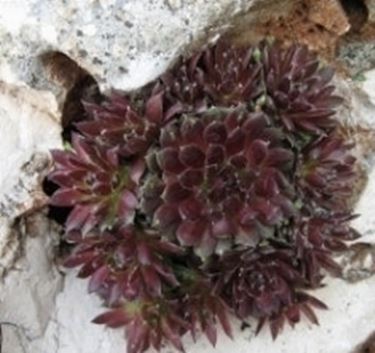 Sempervivum