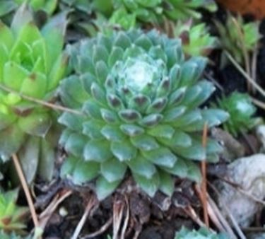 Sempervivum