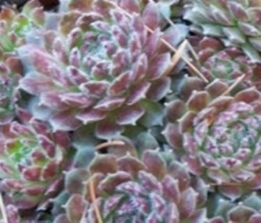 Sempervivum