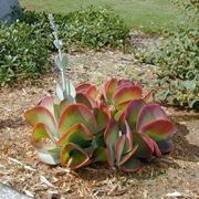 Kalanchoe thyrsiflora