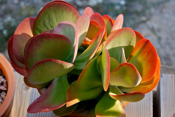 Kalanchoe pianta