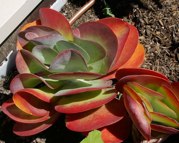 Kalanchoe thyrsiflora pianta