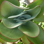 kalanchoe thyrsiflora