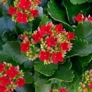 Kalanchoe blossfediana