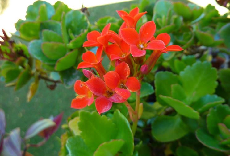 Fiori di kalanchoe