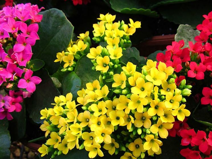 Kalanchoe di diversi colori