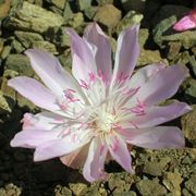 Esemplare lewisia