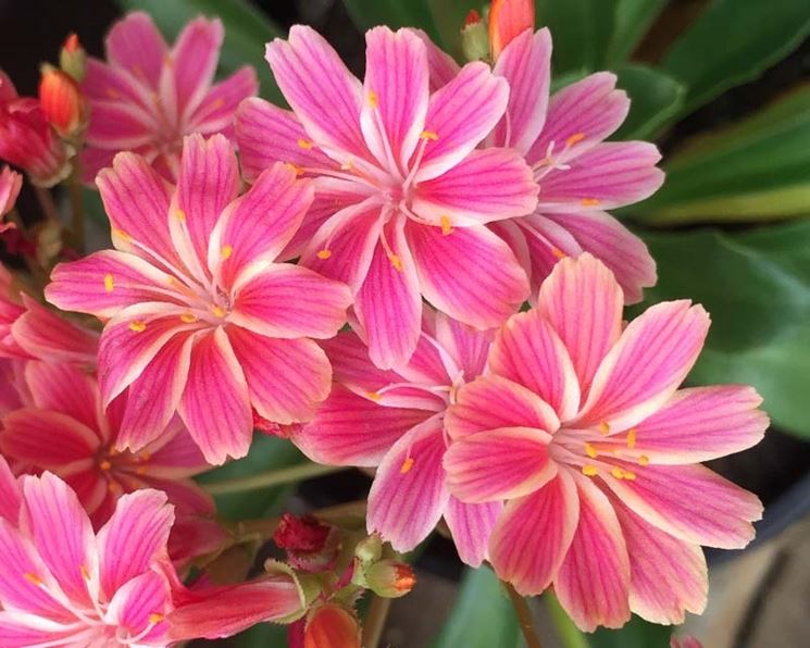 Lewisia fioritura