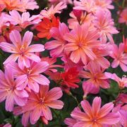 lewisia