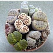 Lithops