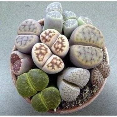 Lithops