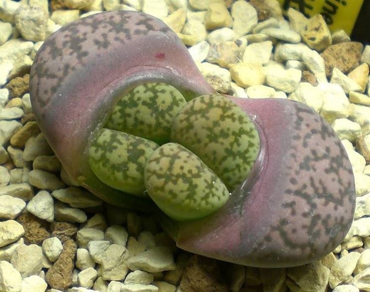 Lithops