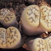 lithops