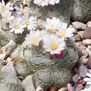 Mammillaria