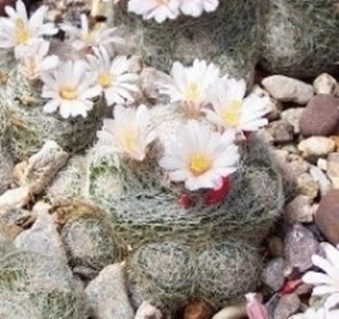 Mammillaria
