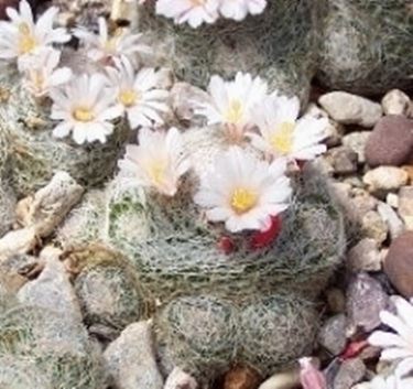 Mammillaria