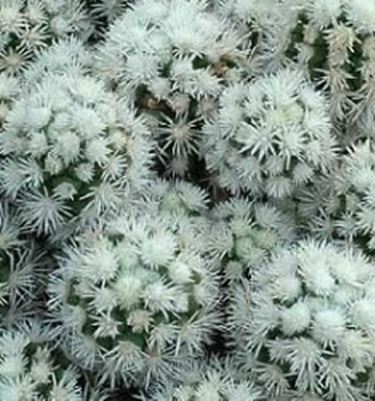 Mammillaria