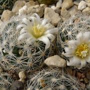 mammillaria