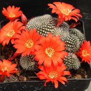 Un esemplare di Rebutia minuscula