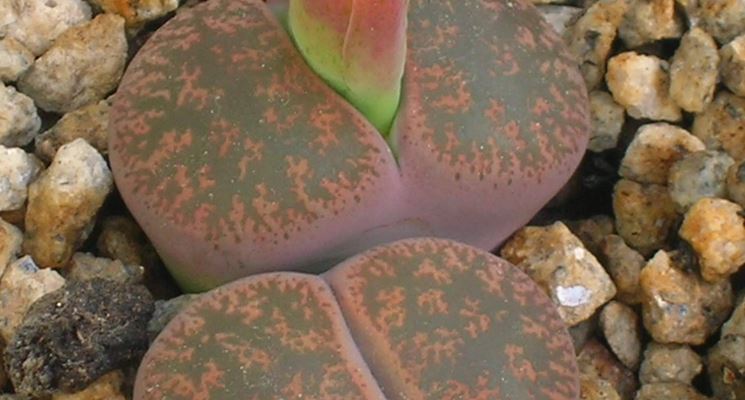 La pianta grassa Lithops lesliei