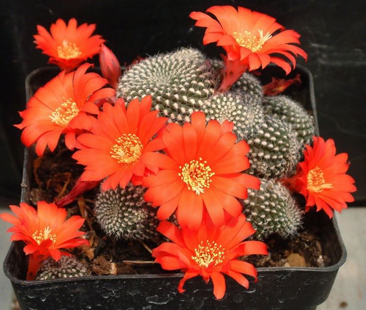 Un esemplare di Rebutia minuscula