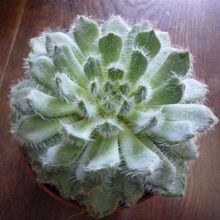 Echeveria setosa variet ciliata