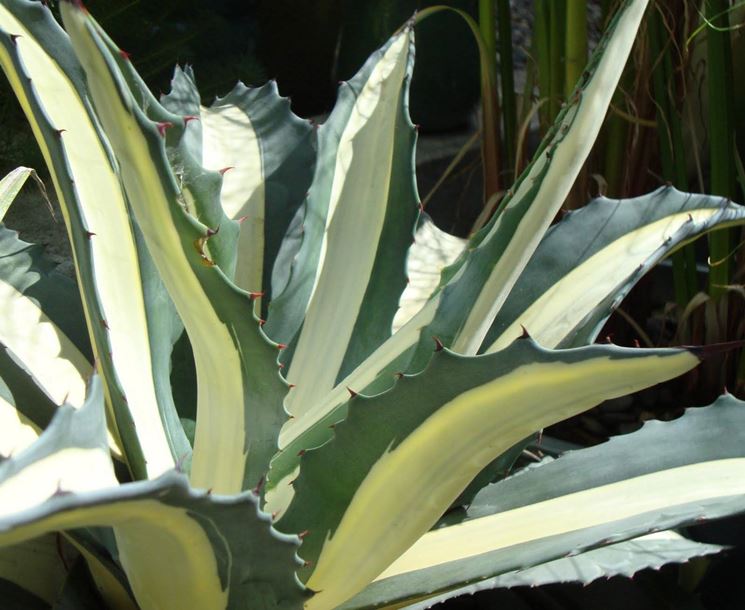 Un esemplare di Agave americana mediopicta