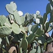 Pianta di Opuntia ficus indica