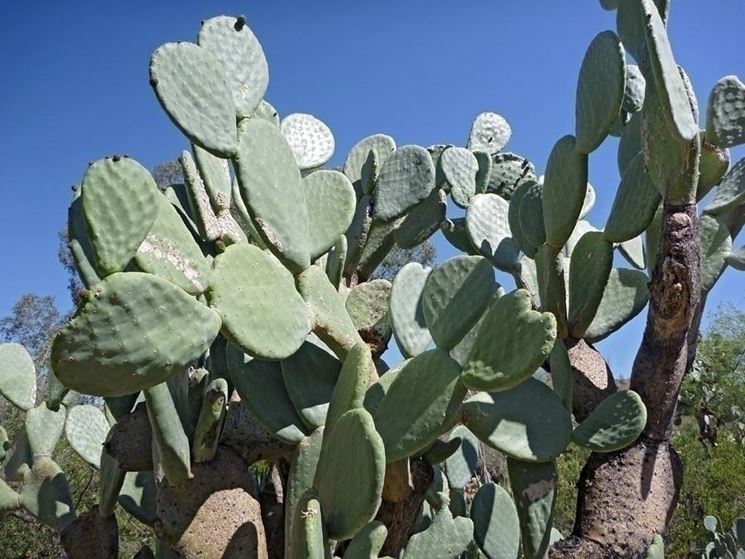 Pianta di Opuntia ficus indica