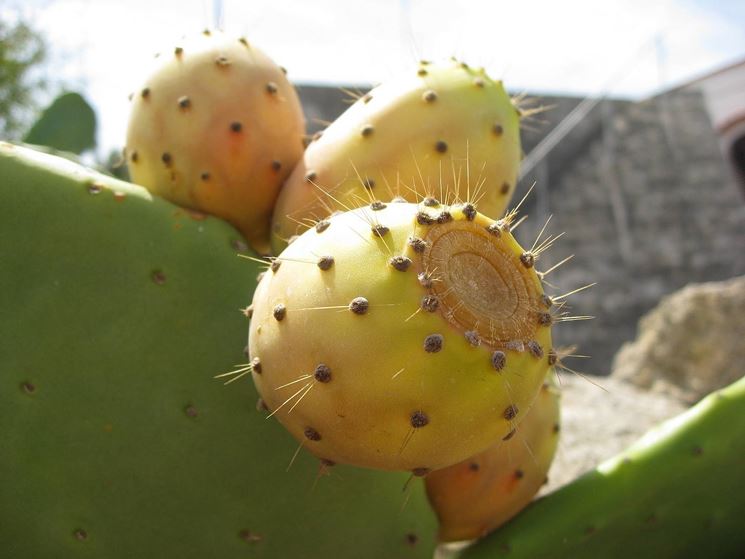 pianta di Opuntia ficus indica