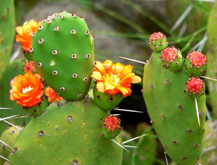 Dettaglio infiorescenza Opuntia ficus indica