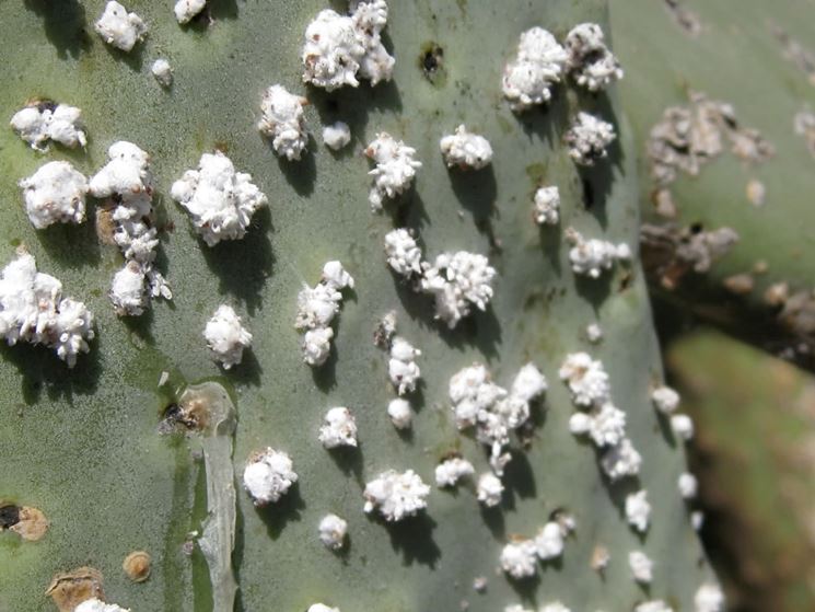 Opus ficus indica parassiti