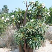 pachypodium