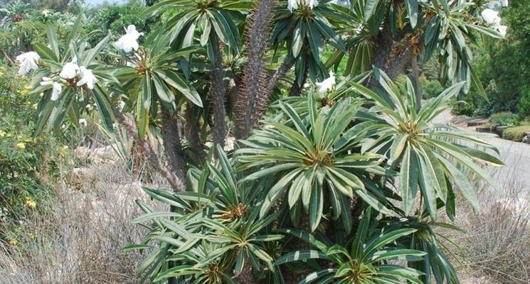 pachypodium