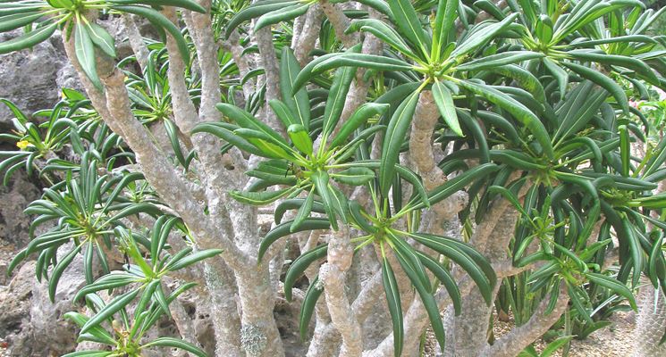 pachypodium