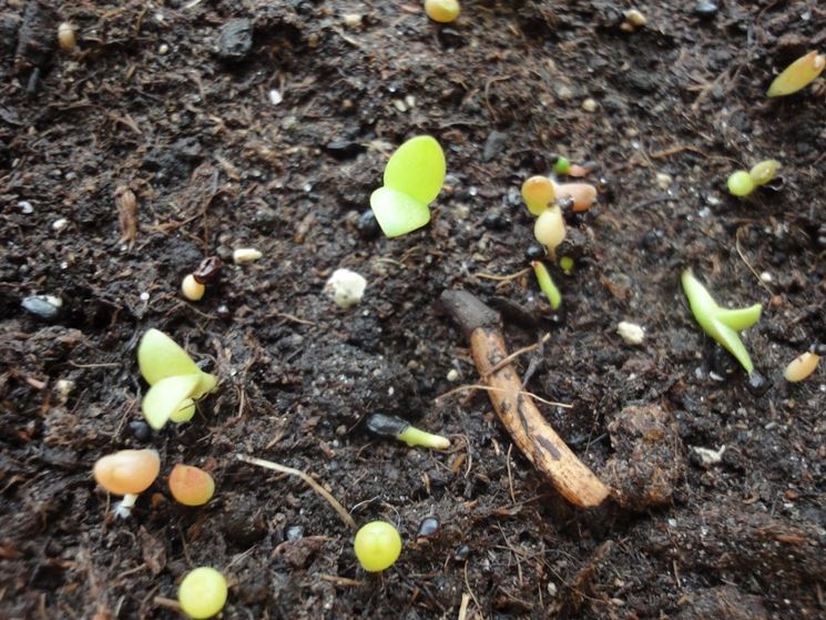 piantine di pachypodium