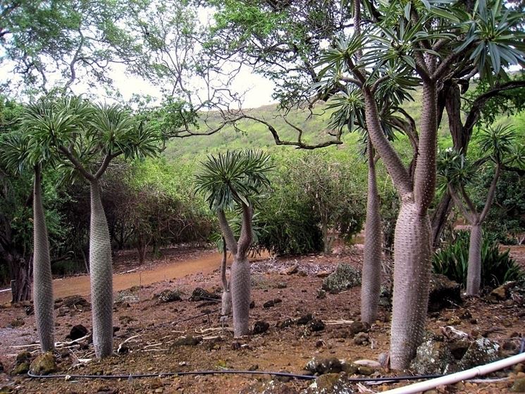 pachypodium lamerei