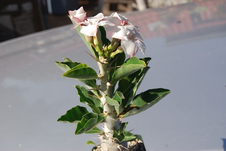 Pachypodium saundersii