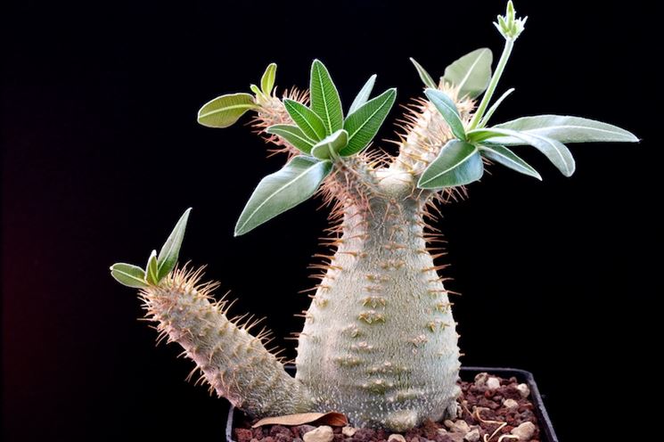 Pachypodium rosulatum