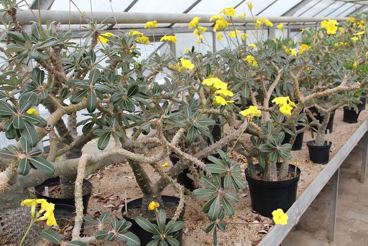 Pachypodium rosulatum in fiore