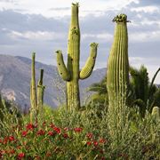 cactus Saguaro
