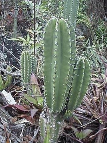 cactus Saguaro