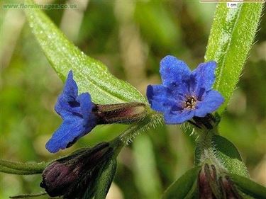 Lithospermum