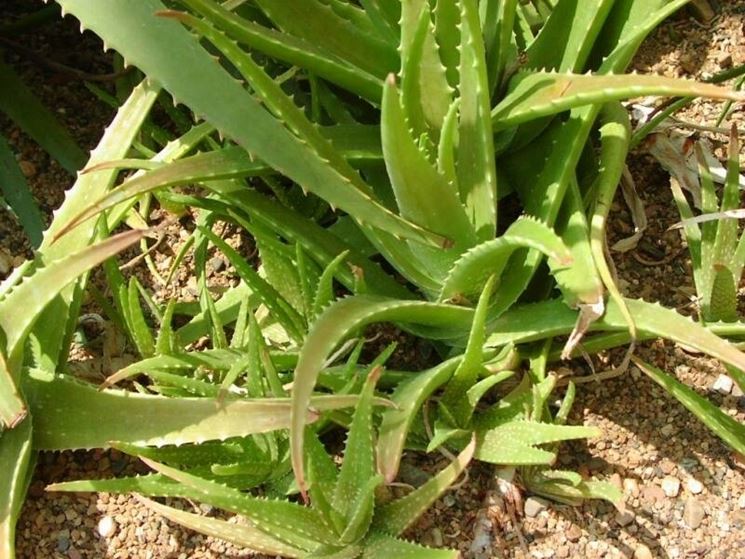 aloe liliacea