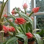 Cactacee delle foreste Epiphyllum