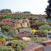 piante grasse da giardino