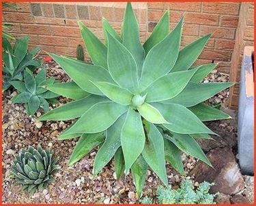 agave