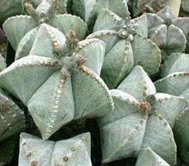 ASTROPHYTUM