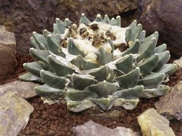 ariocarpus